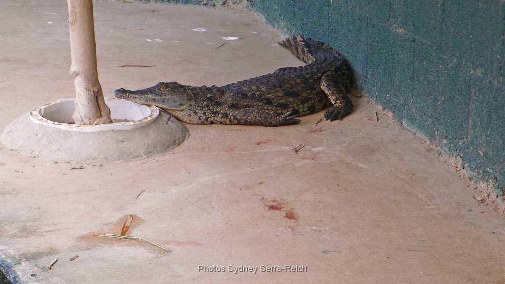 crocodiles du Nil Site de Hamat Gader en Galilee 1.JPG - Crocodiles du Nil. Site de Hamat Gader en Galilée.